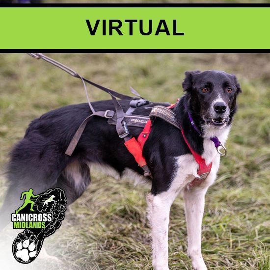 Picture of VIRTUAL Races 2025