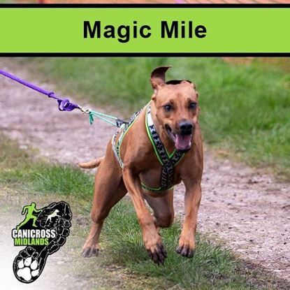 Picture of The Magic Mile 29th Nov 2025